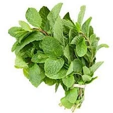 Mint Bunch (پودینہ)